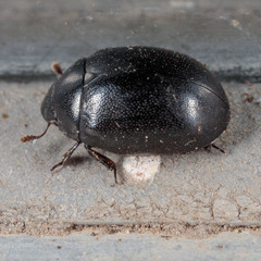 Nosodendron unicolor