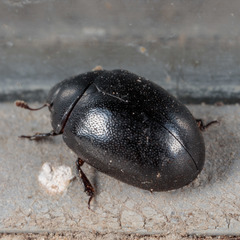 Nosodendron unicolor