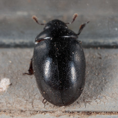 Nosodendron unicolor