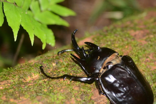 Megasoma janus · iNaturalist