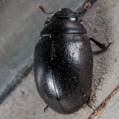 Nosodendron unicolor