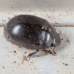 Nosodendron unicolor