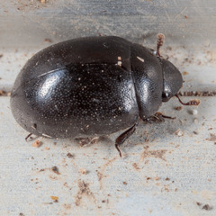 Nosodendron unicolor