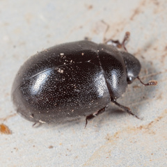 Nosodendron unicolor