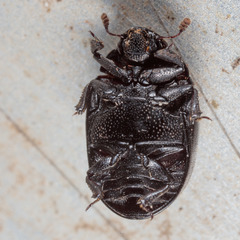 Nosodendron unicolor