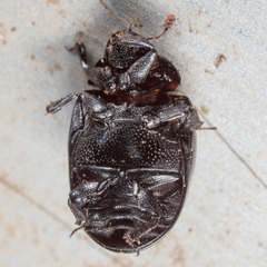 Nosodendron unicolor