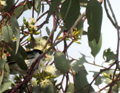 Grantiella picta