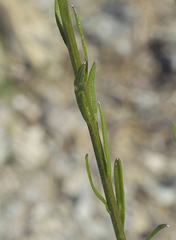 Aster hispidus leptocladus