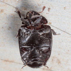 Nosodendron unicolor