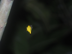 Gasteracantha diadesmia