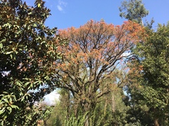 Erythrina crista-galli