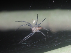 Dendrolycosa
