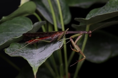 Stagmomantis carolina