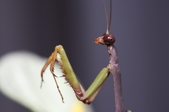 Stagmomantis carolina