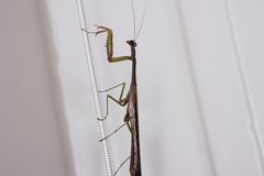 Stagmomantis carolina