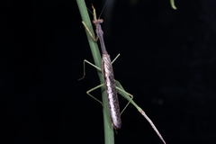 Stagmomantis carolina