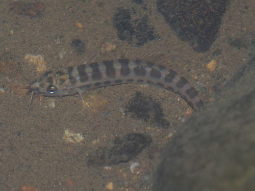 Goldthroat loach (Nemacheilus chrysolaimos) — Nemacheilidae — 5