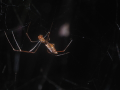 Argyrodes fissifrons