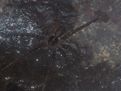 Dolomedes mizhoanus