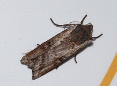 Xylena thoracica