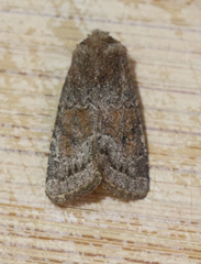 Protorthodes curtica