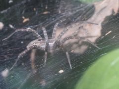 Dendrolycosa