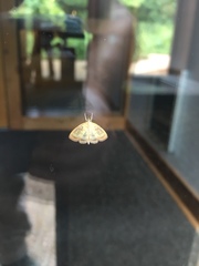 Crocidophora tuberculalis