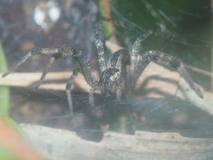 Dendrolycosa