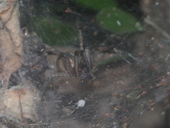 Dendrolycosa