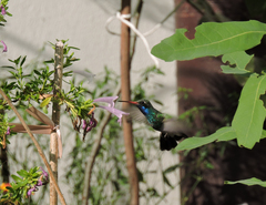 Cynanthus latirostris