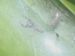 Indopadilla vimedaba