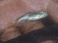Systomus orphoides