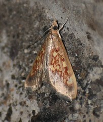 Pyrausta retidiscalis
