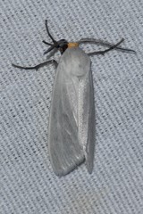 Pygarctia flavidorsalis