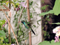 Cynanthus latirostris