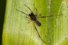 Episinus truncatus