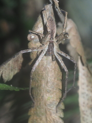 Heteropoda ocyalina