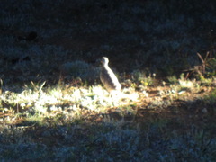 Pedionomus torquatus