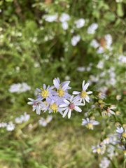 Symphyotrichum