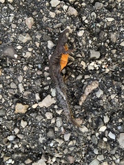 Ichthyosaura alpestris alpestris
