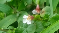 Torenia polygonoides