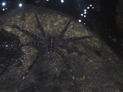 Dolomedes mizhoanus