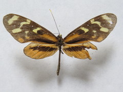Mechanitis polymnia isthmia