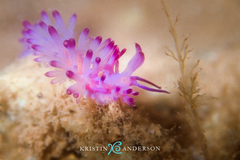 Coryphellina lotos