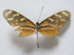 Mechanitis polymnia isthmia