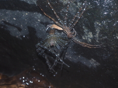 Dolomedes mizhoanus