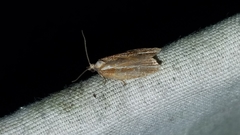 Acleris variana