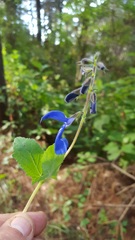 Salvia patens