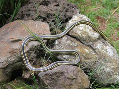 Psammophis punctulatus