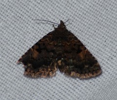 Metalectra miserulata